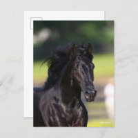 Bob Langrish | Black Rocky Mountain Horse headshot