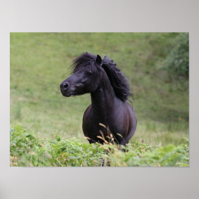 Bob Langrish Black Shetland Pony Stallion Headshot Poster (Front)