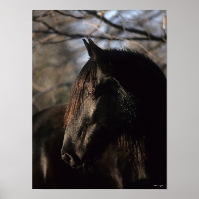 Bob Langrish | Black Tennessee Walker Headshot Poster (Front)