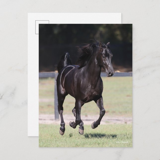 Bob Langrish | Black Tennessee Walker Running Postcard (Front/Back)