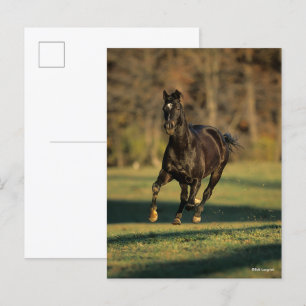 Bob Langrish   Black Thoroughbred Running Postcard
