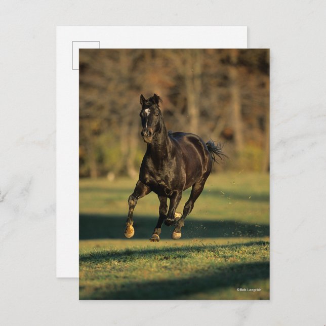 Bob Langrish | Black Thoroughbred Running Postcard (Front/Back)