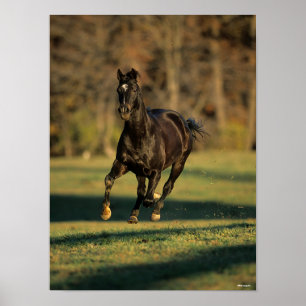Bob Langrish   Black Thoroughbred Running Poster