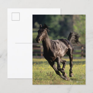 Bob Langrish Black Warmblood Stallion Running Postcard