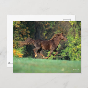 Bob Langrish Brown Rocky Mountain Horse Running Postcard
