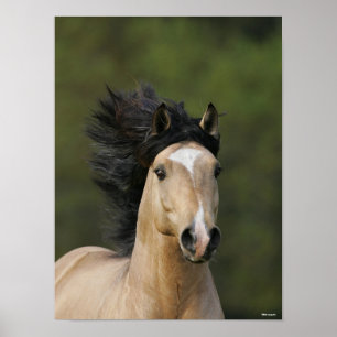 Bob Langrish   Buckskin Welsh Pony Headshot Poster