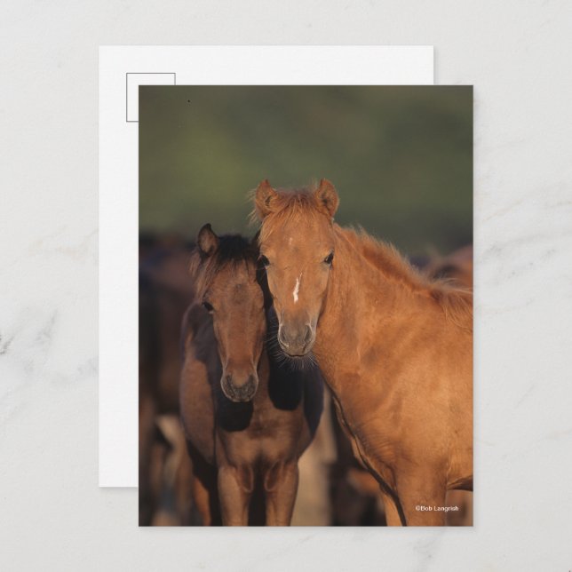 Bob Langrish Caspian Pony Foals Standing Together Postcard (Front/Back)