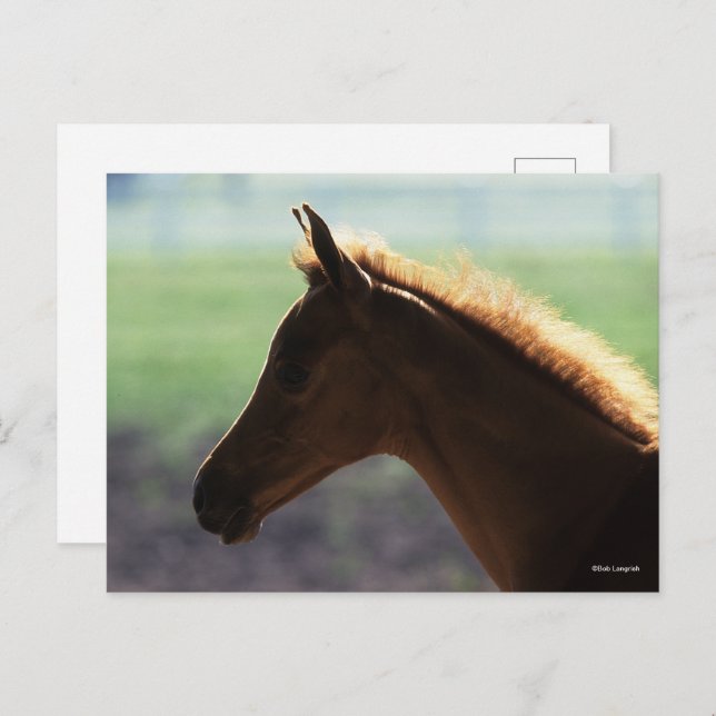 Bob Langrish | Chestnut Arab Foal backlit Headshot Postcard (Front/Back)