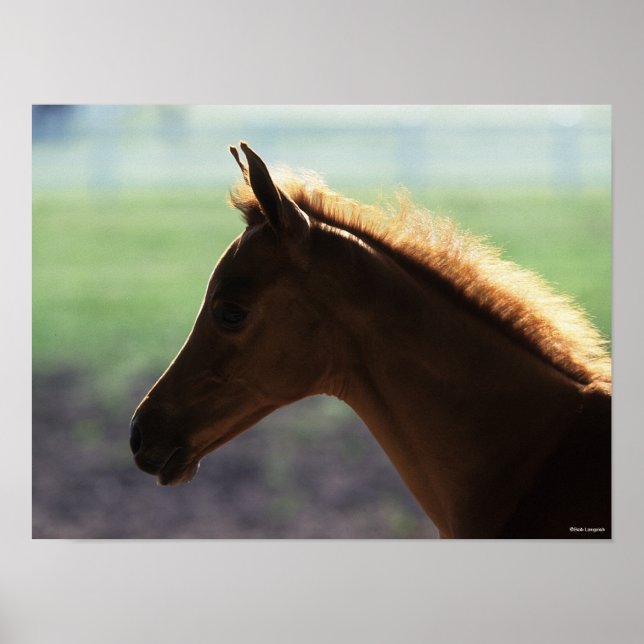 Bob Langrish | Chestnut Arab Foal backlit Headshot Poster (Front)
