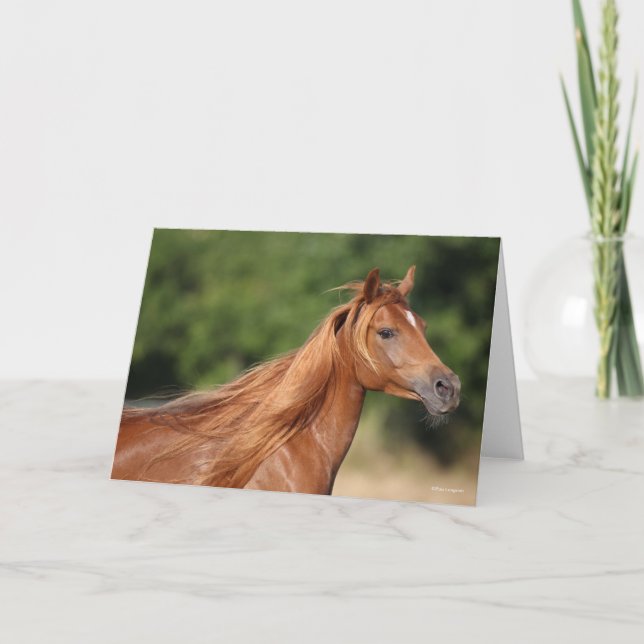 Bob Langrish | Chestnut Arab Headshot Mane Flowing Card (Front)
