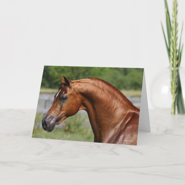 Bob Langrish | Chestnut Arab Stallion headshot Card (Front)
