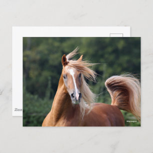 Bob Langrish Chestnut Arab Stallion Headshot Postcard
