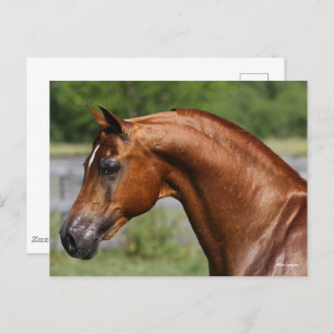 Bob Langrish Chestnut Arab Stallion headshot Postcard