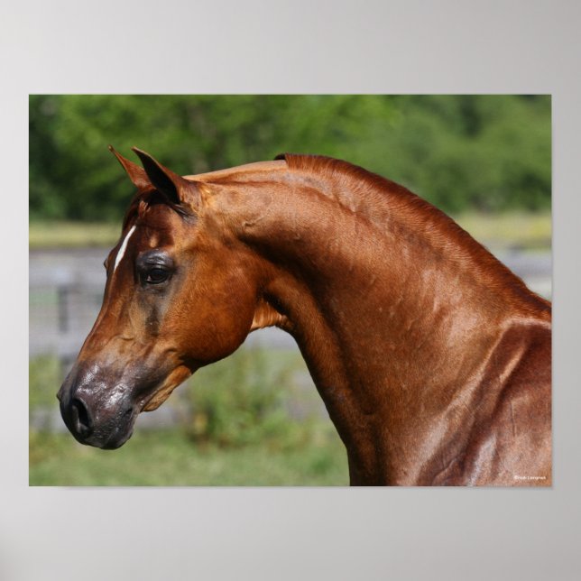 Bob Langrish | Chestnut Arab Stallion headshot Poster (Front)