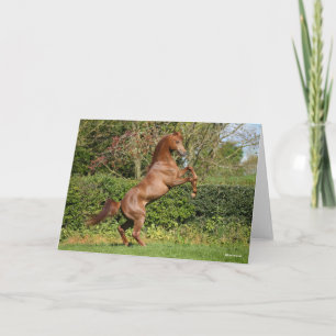 Bob Langrish   Chestnut Arab Stallion Rearing Card