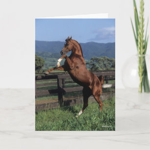 Bob Langrish   Chestnut Arab Stallion Rearing Card