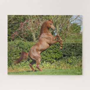 Bob Langrish Chestnut Arab Stallion Rearing Jigsaw Puzzle