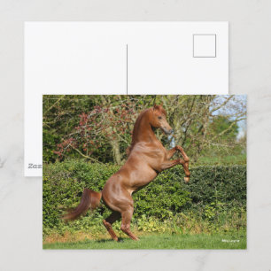 Bob Langrish Chestnut Arab Stallion Rearing Postcard