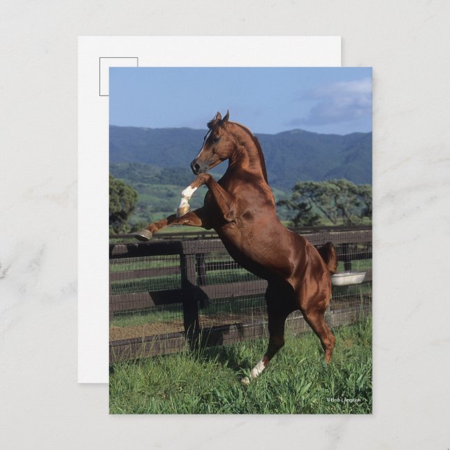 Bob Langrish | Chestnut Arab Stallion Rearing Postcard (Front/Back)