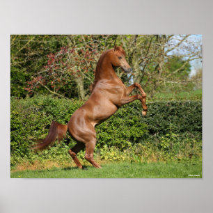 Bob Langrish Chestnut Arab Stallion Rearing Poster