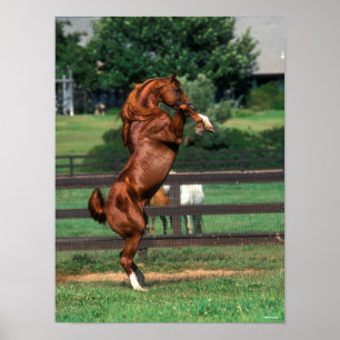 Bob Langrish Chestnut Arab Stallion Rearing Poster