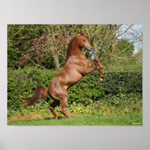 Bob Langrish   Chestnut Arab Stallion Rearing Poster