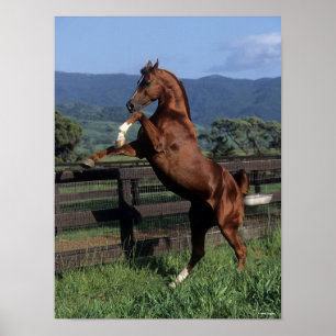 Bob Langrish Chestnut Arab Stallion Rearing Poster