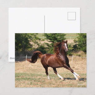 Bob Langrish Chestnut Arab Stallion Running 3 Postcard