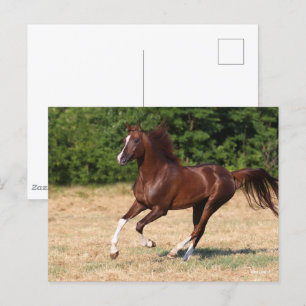 Bob Langrish Chestnut Arab Stallion Running Postcard