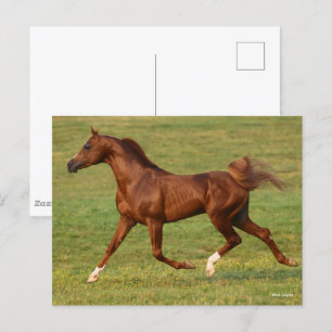 Bob Langrish Chestnut Arab Stallion Running Postcard