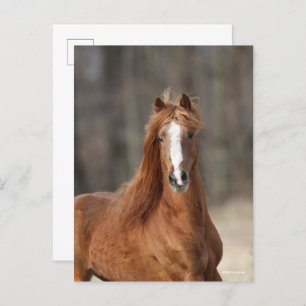 Bob Langrish Chestnut Hackney Headshot Postcard