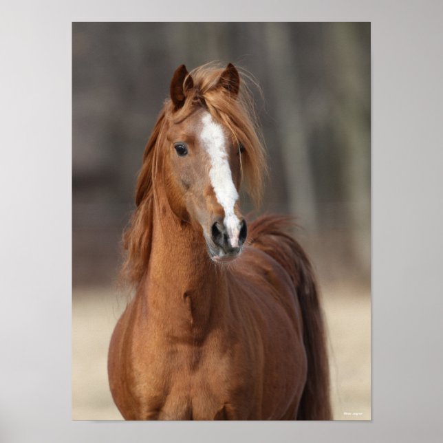 Bob Langrish | Chestnut Hackney Pony headshot Poster (Front)