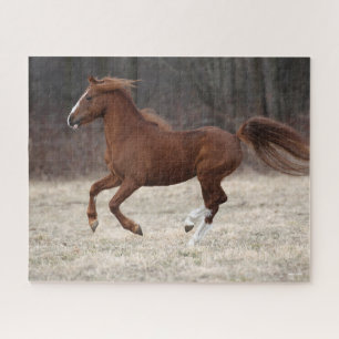 Bob Langrish   Chestnut Hackney Pony Running Jigsaw Puzzle