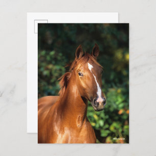 Bob Langrish Chestnut Hanoverian Horse Headshot Postcard