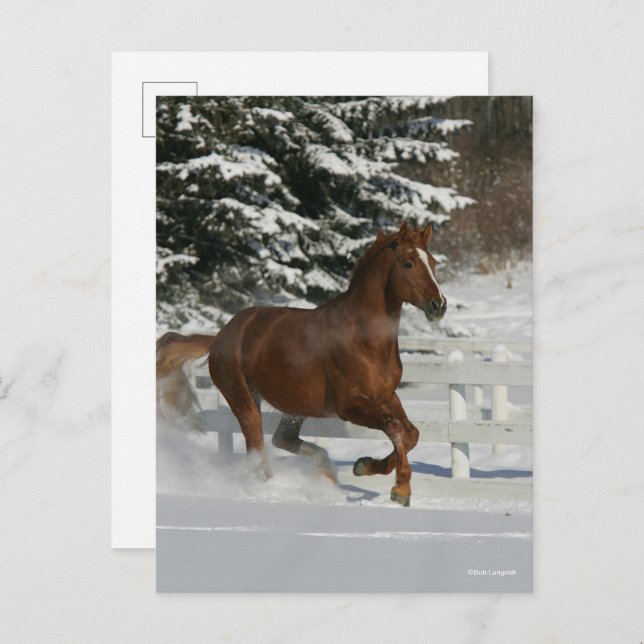 Bob Langrish | Chestnut Horse Running In The Snow Postcard (Front/Back)