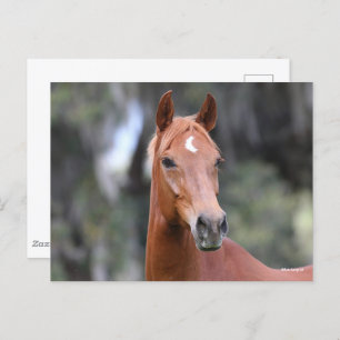 Bob Langrish Chestnut Oldenburg Headshot Postcard