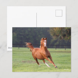 Bob Langrish Chestnut Oldenburg Running Postcard