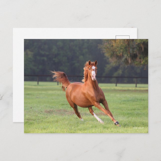 Bob Langrish | Chestnut Oldenburg Running Postcard (Front/Back)