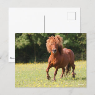 Bob Langrish   Chestnut Shetland Pony Stallion Postcard