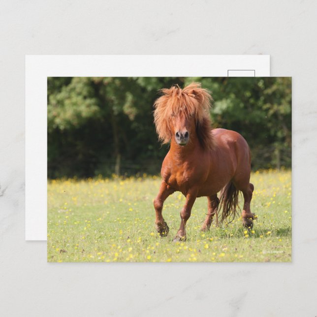 Bob Langrish | Chestnut Shetland Pony Stallion Postcard (Front/Back)