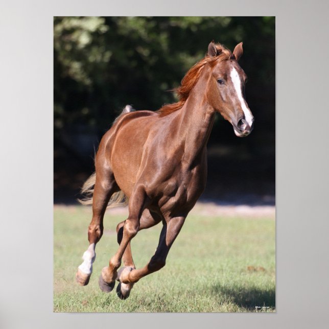 Bob Langrish | Chestnut Tennessee Walker Running Poster (Front)