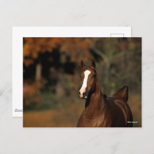 Bob Langrish Chestnut Thoroughbred Headshot Postcard