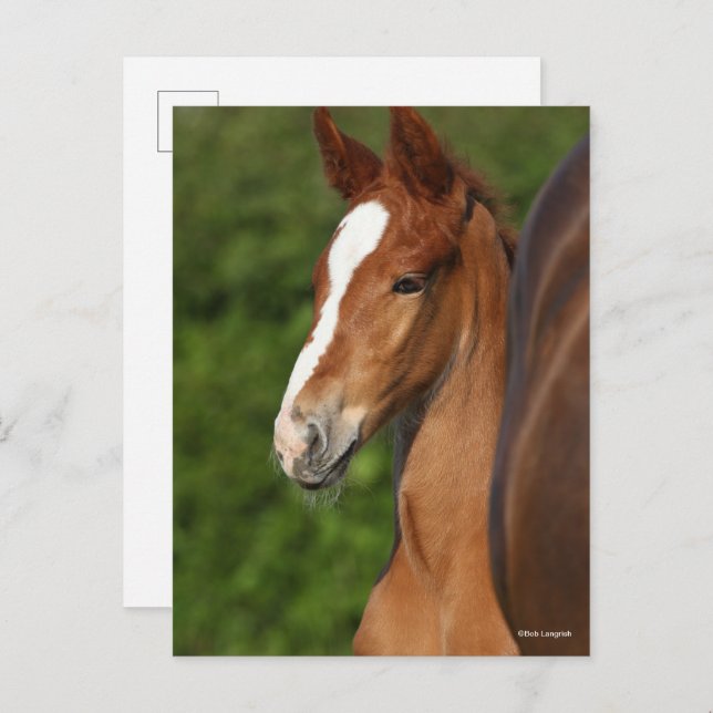 Bob Langrish | Chestnut Warmblood Foal Headshot Postcard (Front/Back)