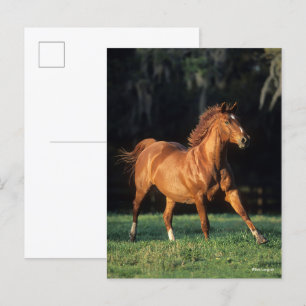 Bob Langrish   Chestnut Warmblood Mare Running Postcard