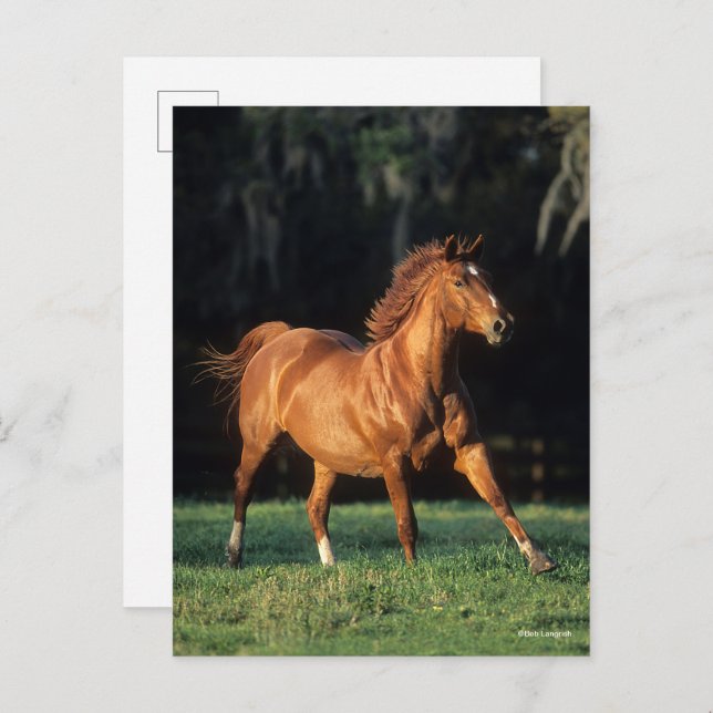Bob Langrish | Chestnut Warmblood Mare Running Postcard (Front/Back)