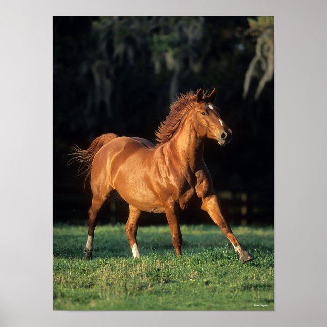 Bob Langrish | Chestnut Warmblood Mare Running Poster (Front)