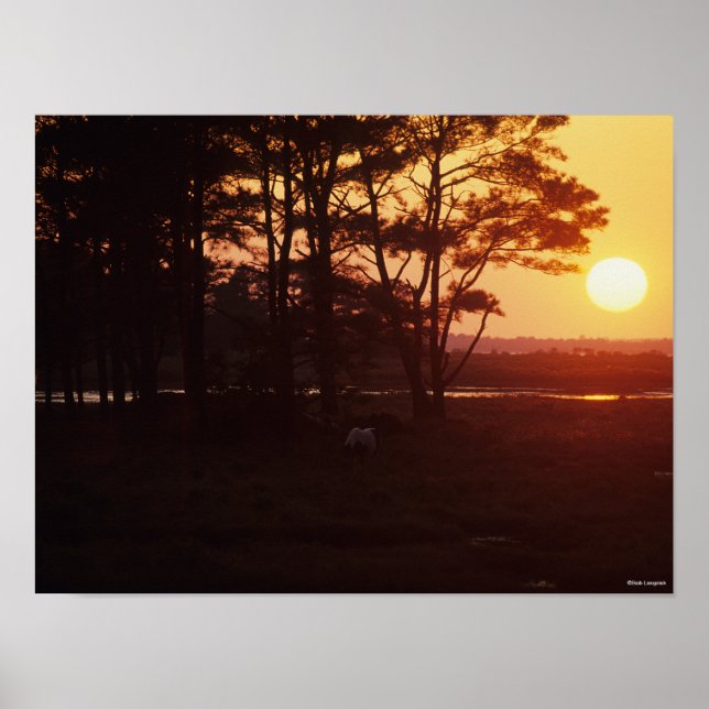 Bob Langrish | Chincoteague Grazing Sunset Poster (Front)