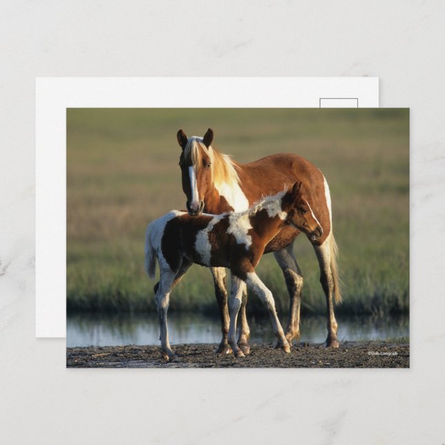 Bob Langrish | Chincoteague Mare and Foal Standing Postcard (Front/Back)