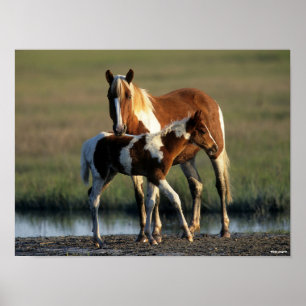 Bob Langrish Chincoteague Mare and Foal Standing Poster