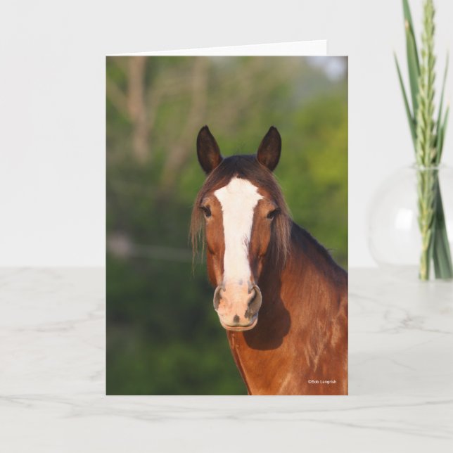 Bob Langrish | Clydesdale headshot Card (Front)